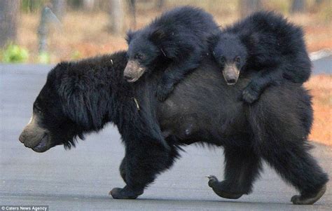 Bears Take A Ride On Mother Bears Back In India Daily Mail Online