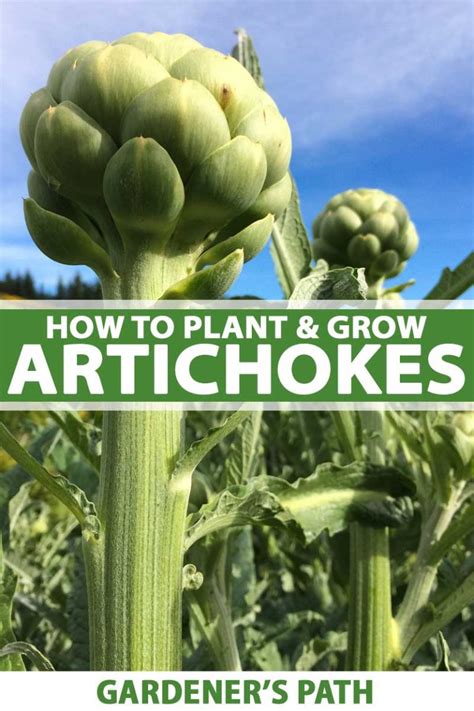 How To Plant And Grow Artichokes Gardeners Path