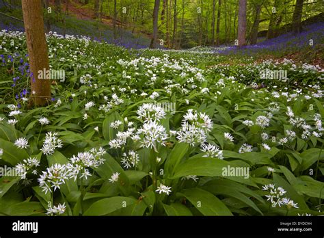 Wild Garlic And Bluebells Growing In Woodland Stock Photo Alamy