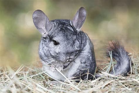 Chinchilla Animal Facts For Kids Characteristics And Pictures