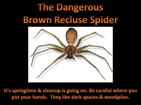Pictures Of Brown Recluse Spider Bites The Dangerous