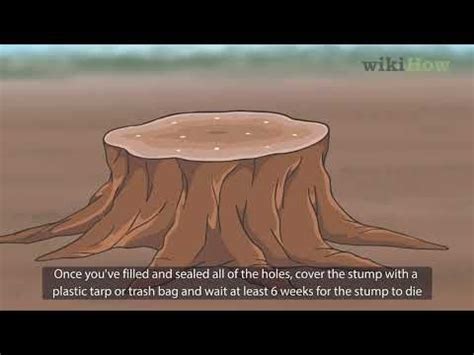Fastest Way To Kill A Tree Stump - How to Get Rid of a Stump Quickly