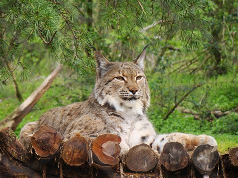Explore lynx's universe of men's grooming products, discover new cultures and polish your style with our style tips and hacks. Honky Tonkin' & Visiting the Zoo - 52 Things 52 Weeks
