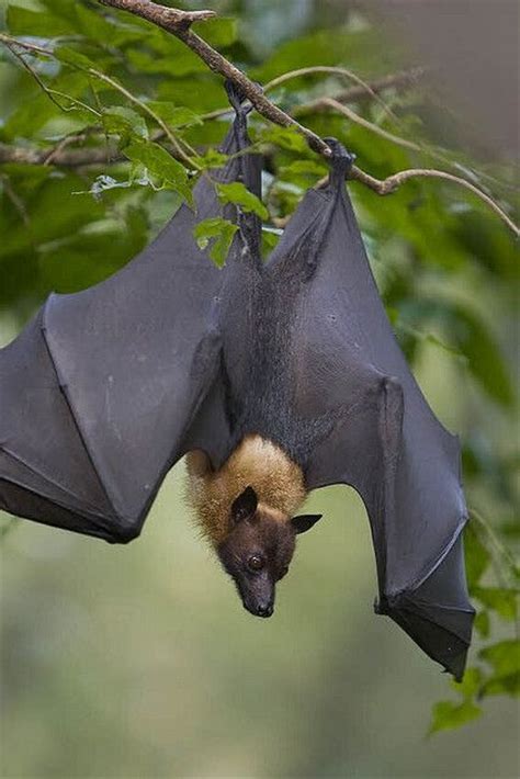 18 Bat Flying Ideas Bat Bat Flying Mammals