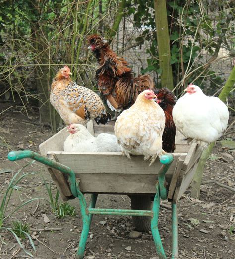 These ispm 15 pallets have to be treated either using heat or chemicals to ensure that they don't harbour any pests, and they will carry a stamp mark to confirm that this has been carried out. How to repair a wheelbarrow with untreated pallet wood