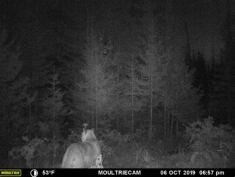 Another Cougar Spotted In Michigan Photos Across Michigan Mi Patch