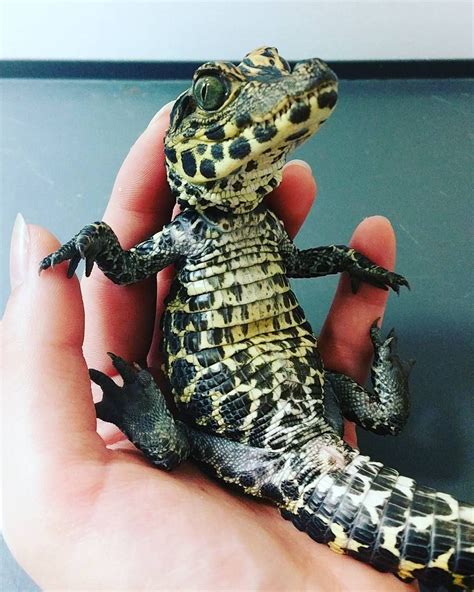 What is the difference between paws and feet, but with the responses to that question i am still not able to deduct whether a crocodile has got paws or feet. Baby alligator or baby crocodile | Cute reptiles, Baby ...