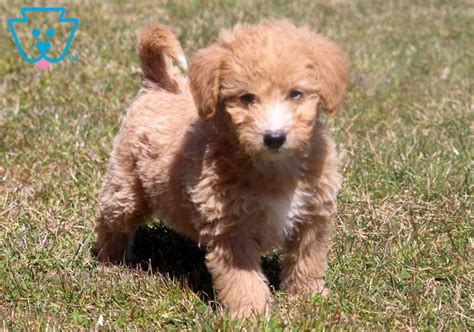 Labradoodle and mini labradoodle pricing. Briella | Labradoodle - Miniature Puppy For Sale ...