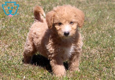 Miniature labradoodles are loyal, affectionate and friendly dogs that enjoy interacting with people of all ages. Briella | Labradoodle - Miniature Puppy For Sale ...