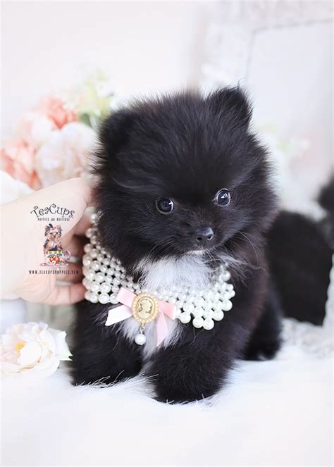 Pomeranian Puppy351 Teacup Puppies And Boutique