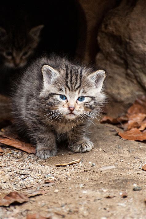 The Cutest Baby Cats Around The World