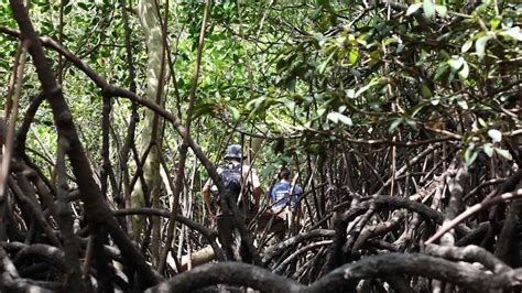 mangroves better at storing carbon than rainforests rehab could lead to carbon offsets experts