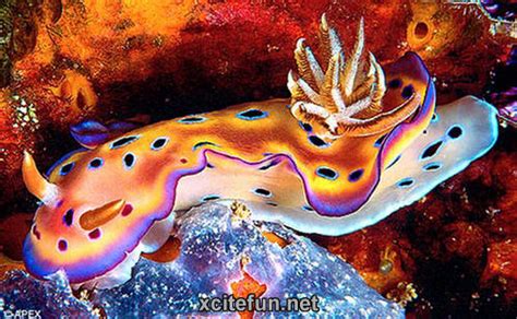 Sea Slugs Colorful Creatures Of Ocean Floor