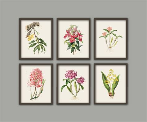 Orchid Print Flowers Botanical Illustration Print Vintage Etsy