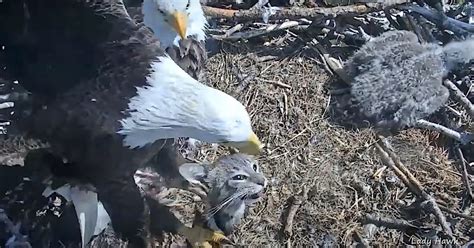Video Eagle Brings House Cat To Nest Meateater Conservation