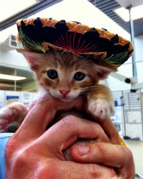 11 Sombrero Wearing Cats Ready For Cinco De Mayo Cute Cats Baby