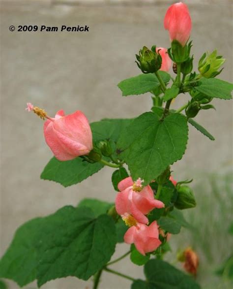 I Featured Pam S Pink Turk S Cap In My First Column For The Texas Home