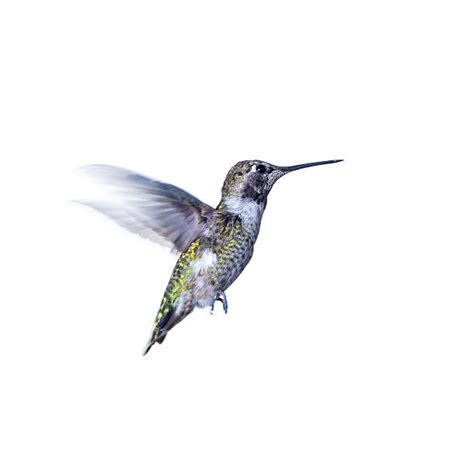 Royalty Free Hummingbird Flying Pictures Images And Stock Photos Istock
