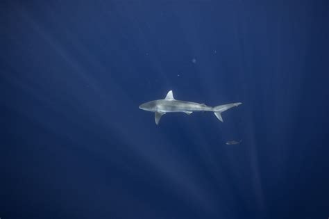 Freediving With A Galapagos Shark Off Of Oahu Hawaii Help Aaloha