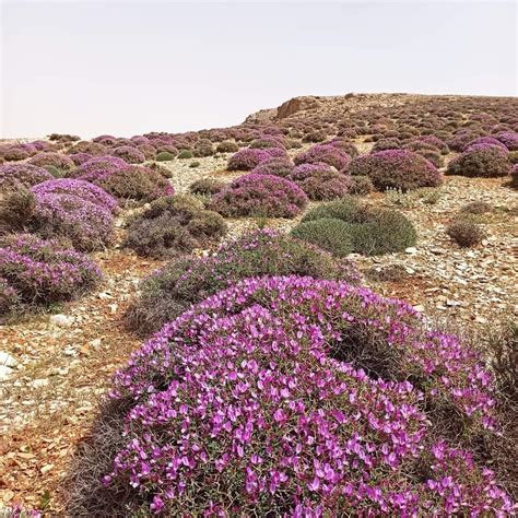 Onobrychis Cornuta الهيئة العامة للتقانة الحيوية