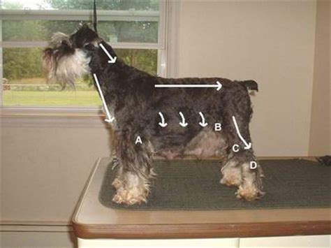 We did not find results for: Grooming Your Miniature Schnauzer