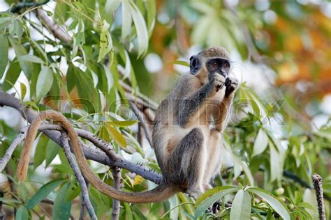 Vervet Monkey In Its Natural Habitat In Stock Image Colourbox