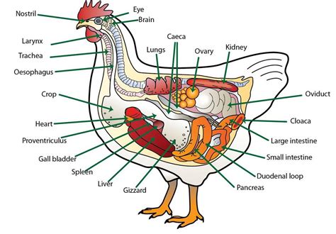 Anatomy Animal And Food Sciences