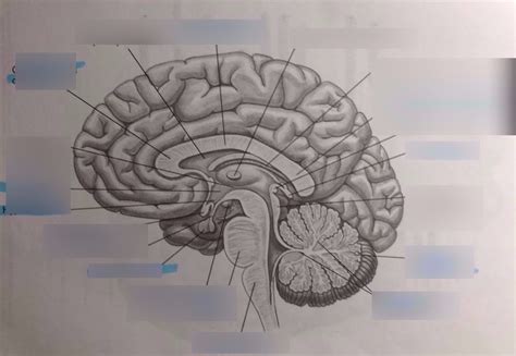 Midsagittal Of Brain Diagram Quizlet
