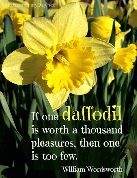 Quotes About Daffodils Quotesgram