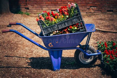 Wheelbarrow Used To Transport Flower Stock Photo Image Of Outdoors