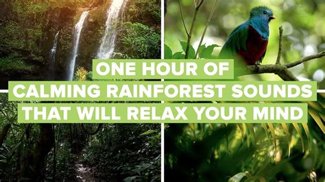 One Hour Of Calming Rainforest Sounds That Will Relax Your Mind Youtube