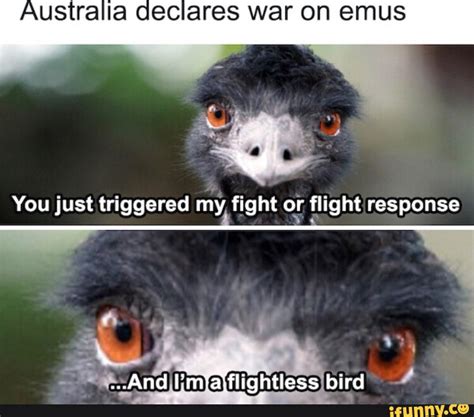 Australia Declares War On Emus You Just Triggered My Fight Or Flight Response And Flightless