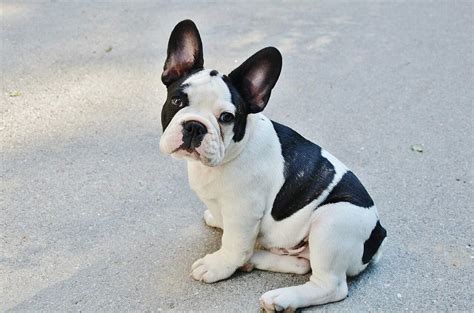 The bouldogge francais, as he is known in his adopted home bartonella is a type bacteria that can be transmitted to cats, dogs and humans from exposure to. French Bulldog Puppies for Adoption - The Things You Need ...
