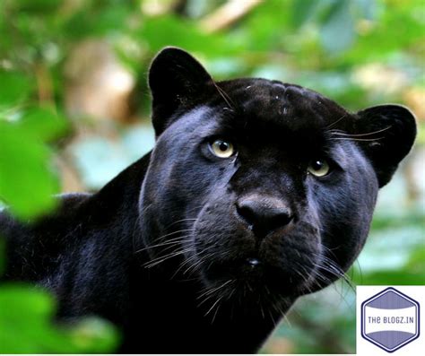 Black Panther Animal — The Animal Kingdom