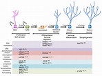 IJMS | Free Full-Text | Regulation of Adult Neurogenesis in Mammalian Brain