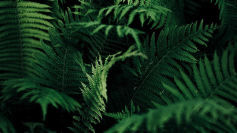 Wallpaper Fern Leaves Green Macro Plant Vegetation