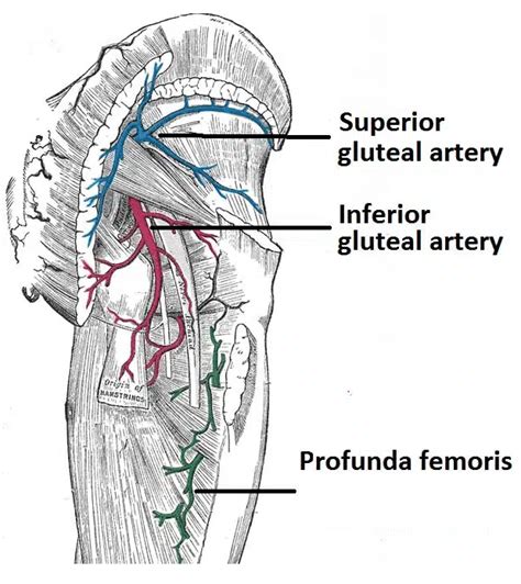 Inferior Gluteal Artery Course Supply TeachMeAnatomy