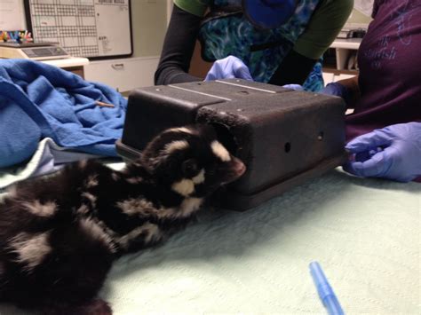 Spotted skunk, not seen in Lower Mainland since 1980’s, found caught in