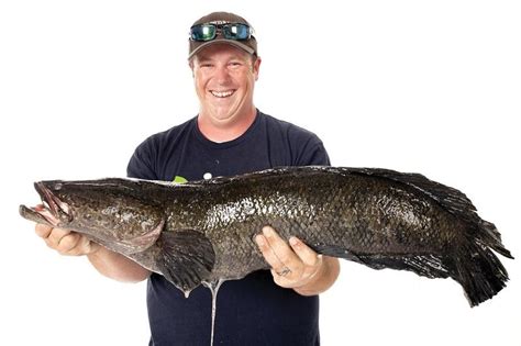 Snakehead fish have a lot of protein and very important for society in rural area. World-Record Snakehead Fish Caught In U.S. | Texas Public ...