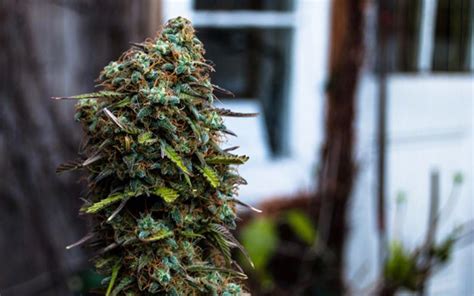 Tips For Growing Blue Cheese Cannabis Leafly