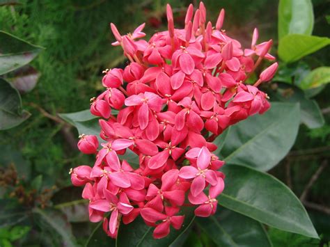 Pagar hidup merupakan sebutan untuk pagar yang dibentuk dari tanaman yang gunanya untuk tanaman pagar memiliki banyak manfaat. Bunga Soka Jawa