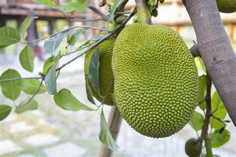 Jackfruit Declared As Keralas Official Fruit State To Promote It As A