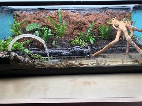 Just Planted My First Paludarium Unsure What Animal Would Go In This