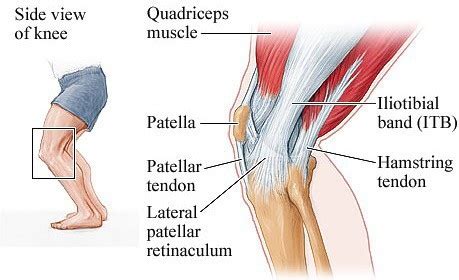 The multitude of attachment sites on the lower leg may make for more tears here than in the other hamstring muscles. Can I heal my MPFL tear in my knee without undergoing ...