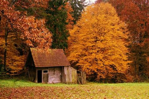 Top 10 Most Beautiful Forest Houses Freeyork