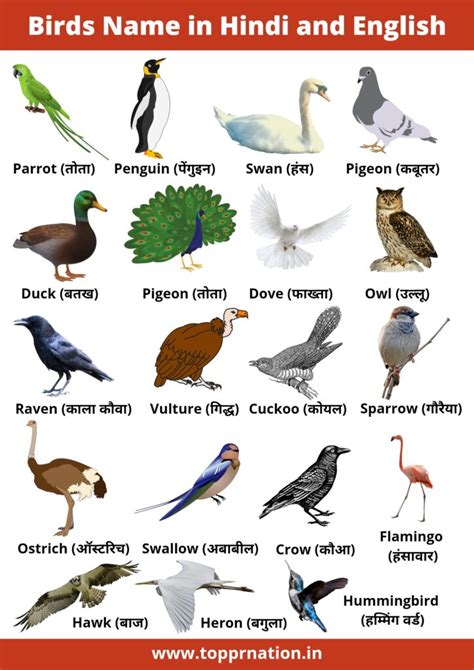 Birds Name In Hindi And English With Pictures List Of Birds