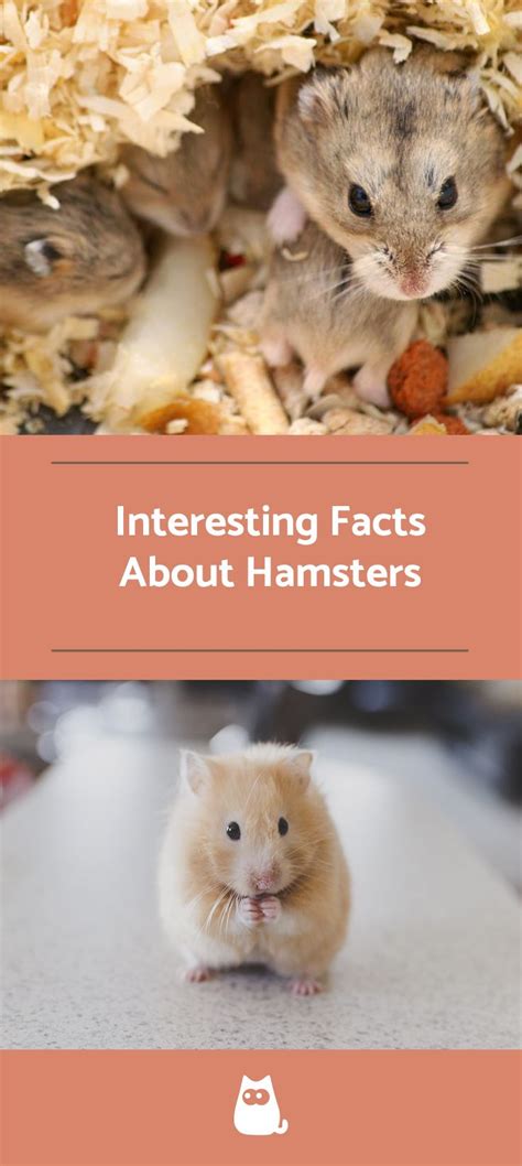 Interesting Facts About Hamsters Top 10 Hamster Hamsters As Pets