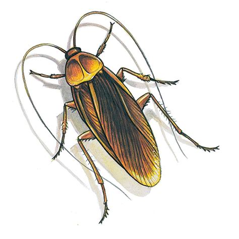 Check spelling or type a new query. Do-It-Yourself Pest Control Strategies and Techniques | Pest control, Pests, Insect control