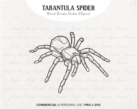 Tarantula Spider Vector Clip Art Digital Printable Insect Line Drawing