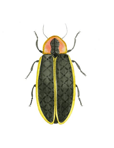Firefly Art Print Bug Art Insect Art Entomology Art